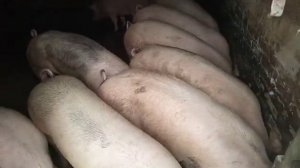 Какой Доход с Одной Свиньи?
