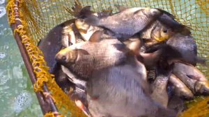 Горбатый золотой карась