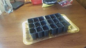 Петуния. Сажаем петунию на рассаду в грунт