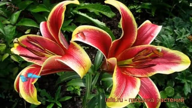 Лилия от-гибрид Софи (lilium ot-hybrids sophi) ? лилия Софи обзор: как сажать луковицы лилии Софи смотреть онлайн
