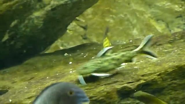 Synodontis Petricola (Dwarf Lake Synodontis) смотреть онлайн