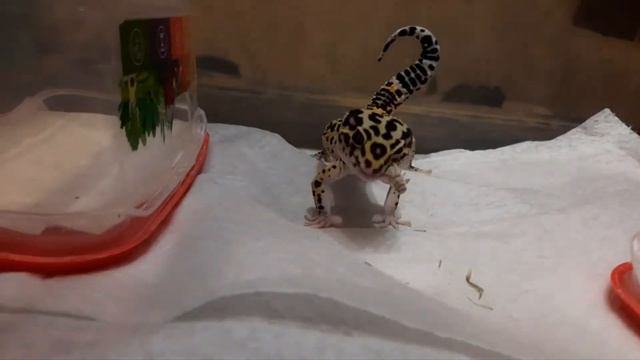 Кормим эушку. Эублефар Hypo Mack Snow 8 месяцев. смотреть онлайн