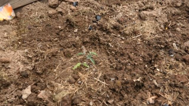 Уборка в саду и не только: красим, моем, сажаем