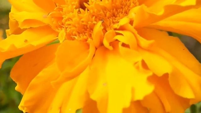 ❄С Добрым Утром!Пусть каждый миг приносит счастье! смотреть онлайн