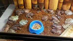 кормление австралийской лягушки. содержание и кормление австралийской лягушки