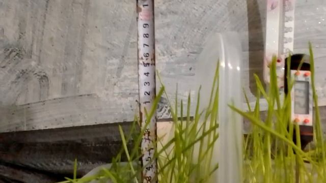 Исследование.Рост пшеницы на биогумусе вермикомпост 100% organic и на минеральном удобрение.Часть-2