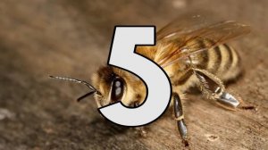 Топ 10 самых опасных насекомых