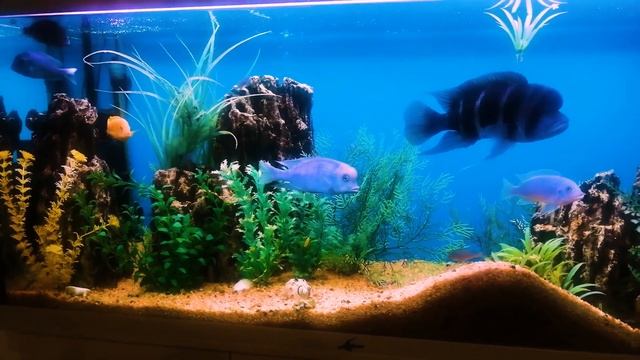 Домашний аквариум. смотреть онлайн