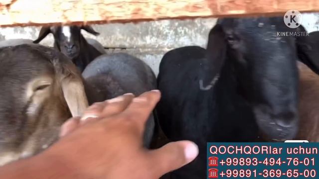 BUNAQASINI KORMAGANSIZ. 300/ta QOCHQOR boqish sirlari. Va NASILGA SOTILADI SHOSHILING