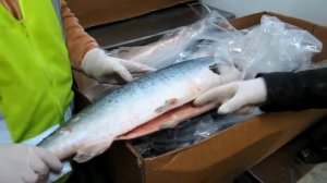 КАК ИМЕННО ЛОСОСЬ РАСПРЕДЕЛЯЕТСЯ ПО КЛАССАМ КАЧЕСТВА PREMIUM, INDUSTRAIL A, INDUSTRIAL B