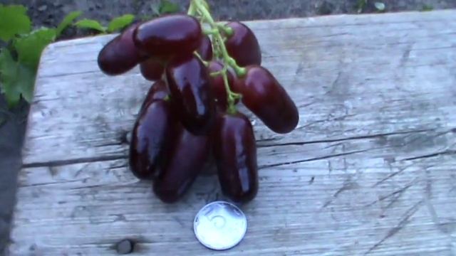 ГФ Клаудия Кардинале. (София х Гордей ) Клеопатра. М -Фингер смотреть онлайн