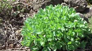 МОЙ САД. ПРОГУЛКА В СЕРЕДИНЕ АПРЕЛЯ.