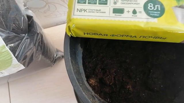 как я укореняю усы садовой земляники