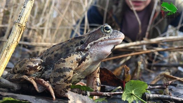 Травяная лягушка (Rana temporaria L.), брачная гонка. смотреть онлайн