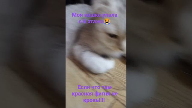 она жива но походу сломала лапку😭😭😭😭