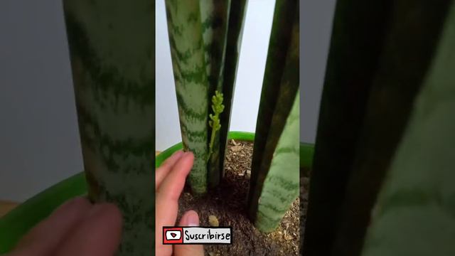 La MEJOR PLANTA del MUNDO 😁 Cuidados de la LENGUA DE SUEGRA sansevieria 👨🌾 PLANTAS DE INTERIOR