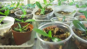 теплица для орхидей / greenhouse for orchids