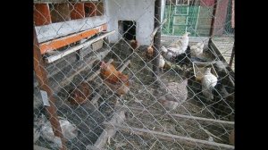 Домашняя птица в моем хозяйстве.