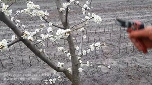 Уплотненная посадка и обрезка во время цветения
