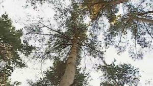 Сосны на участке