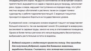 Водяной гиацинт Что такое зеленая чума  Эйхорния отличная