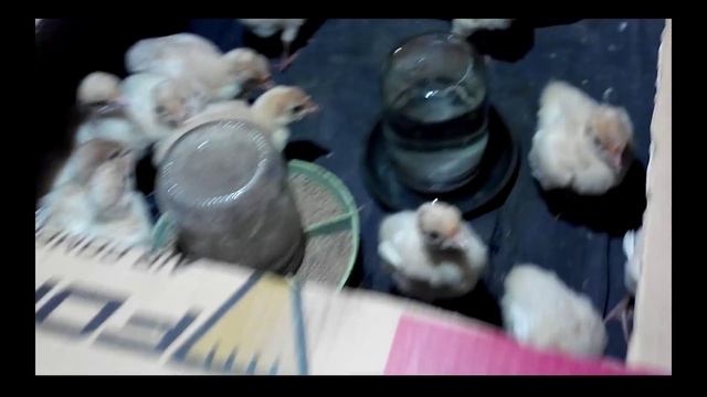 Разведение индюков в домашних условиях смотреть онлайн