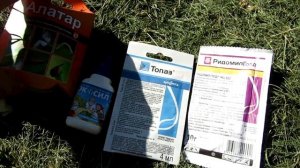 ??Виноград. Первые колпачки слетели. Важная обработка перед цветением винограда. Цветение винограда