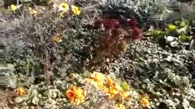 Осенняя клумба. смотреть онлайн