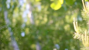 ОКРУЖАЮЩИЙ МИР. Фильм 1