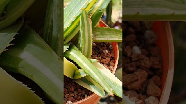 Aloe Saponaria Variegada