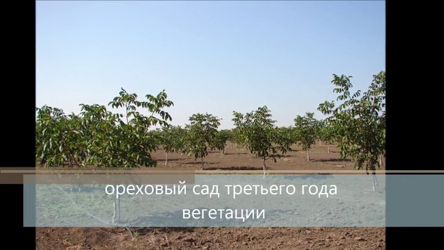 Сад грецких орехов