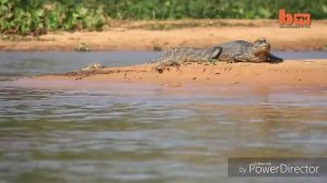 Ягуар напал на крокодила.( Jaguar and crocodile)