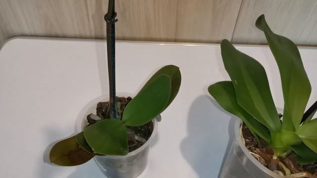 Выбор орхидеи при покупке. смотреть онлайн