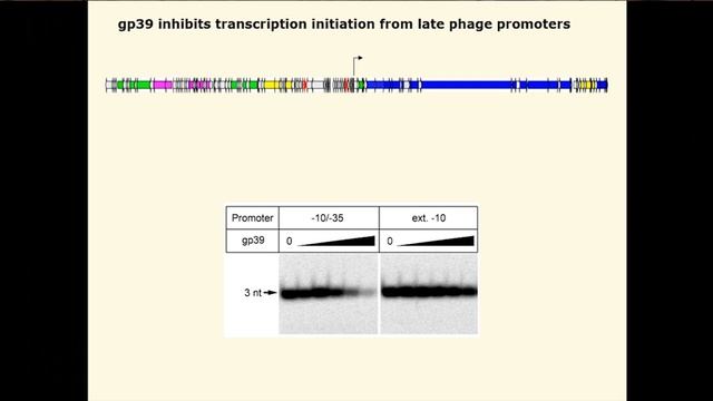 Северинов К.В.: Structure-function analysis of bacterial transcription regulation смотреть онлайн