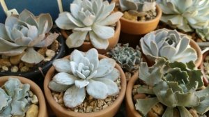 O calor e as echeveria's