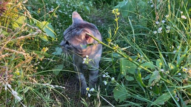 Кот вегетарианец! Котик с аппетитом кушает травку! смотреть онлайн