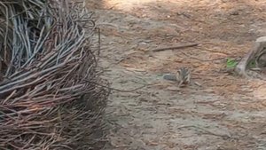 Лесной комплекс Ягом#июль24