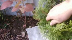 Хвойники. Чистка и обработка от грибных заболеваний осенью.
