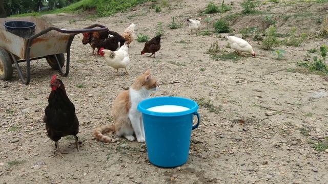 Солнечная электростанция на подсобном хозяйстве, разрядили в ноль батарею 36квт.ч смотреть онлайн