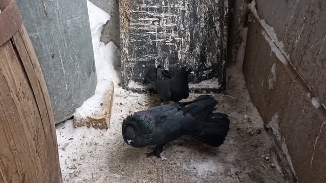 голуби "чили" бакинские, подготовка новых пар? смотреть онлайн