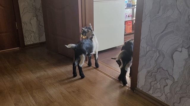 козоводство, козы для нас. смотреть онлайн