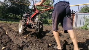 Копаем картошку с мотоблоком Агро. Стоит невозможная жара, земля твердая, но всё равно надо копать.
