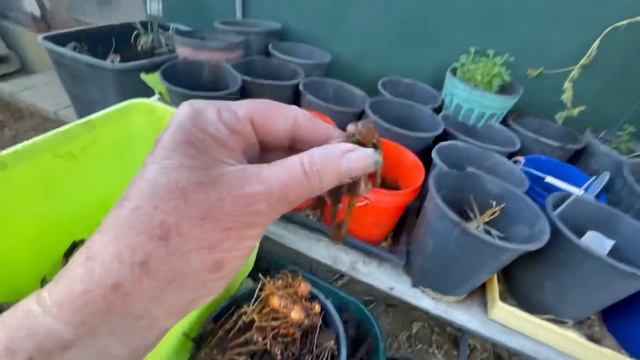 TIPS on How to Grow Ginger & Turmeric in Containers or Flower Pot for HUGH Harvest from Store Bough смотреть онлайн