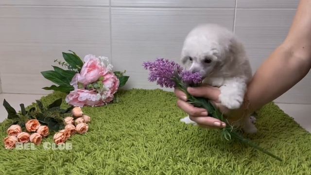 Белый той пудель Бел Клуб Авентин смотреть онлайн