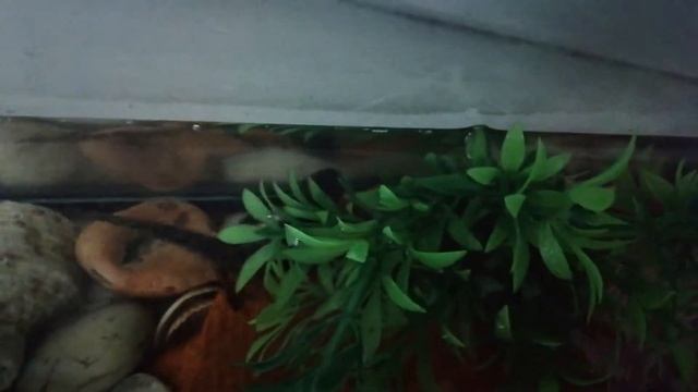 ТРИТОНЧИК ГОША I ПЕРВОЕ ВИДЕО С ГОШЕЙ смотреть онлайн