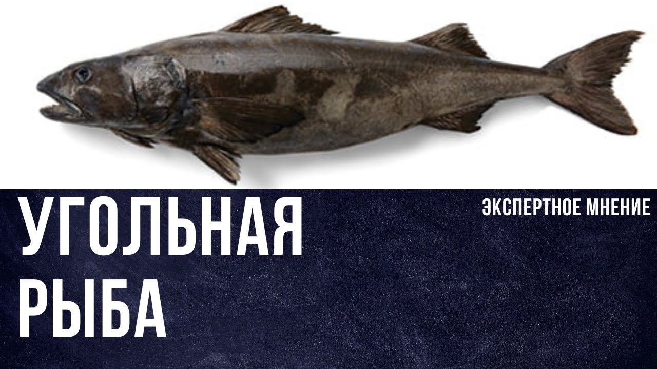 Что такое угольная рыба. Где водится и как ловится? Ее же зовут черной треской смотреть онлайн