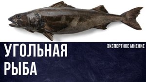Что такое угольная рыба. Где водится и как ловится?  Ее же зовут черной треской