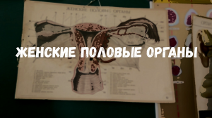 Женские половые органы (ЗБМК)