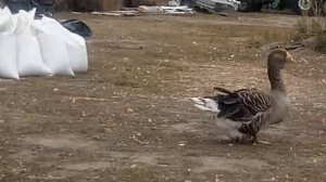 Камагоры (Комогоры) гуси