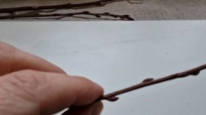 Отличие ирги канадской от ирги ольхолистной по побегам зимой, простой и надежный секатор, саженцы